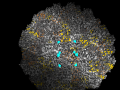 Asteroid Generation