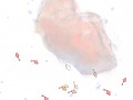 Guppy v25.2