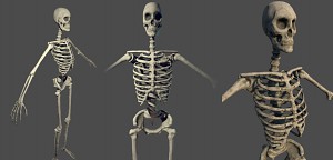 Skeleton