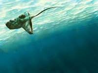 Sea