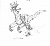 Raptor With Feathers