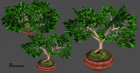 Bonsai tree