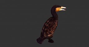 Cormorant