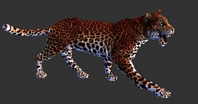 Leopard