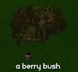 Image of a Berry Bush