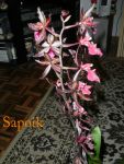 Orchid