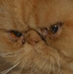 Catzx