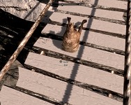 Goat Butt