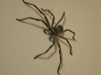 Stupid spider.