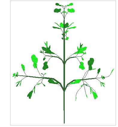 Tree Model Untextured
