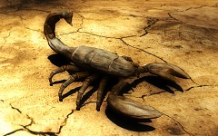 Skorpion Render