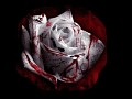 A Rose In The Dark