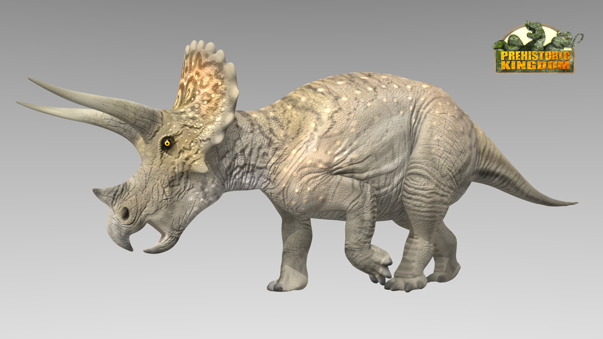 male triceratops