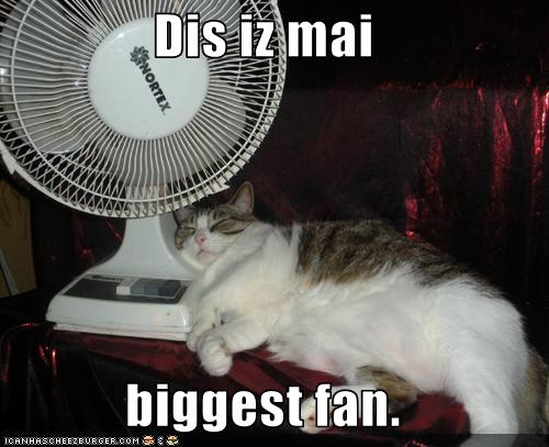 funny-pictures-cat-has-fan.jpg