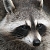 PeterRaccoon