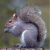 TheSquirrel390