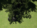 Voxel terrain + Falling trees test