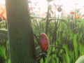 Watch DoN's Ladybird Beetle emerge + Patch notes