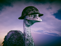 Emu War! Steam Reveal Trailer