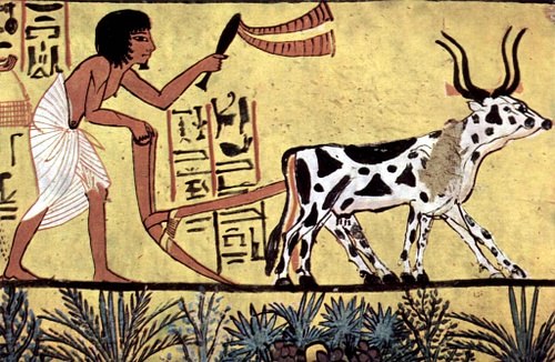 Designing for atmosphere - Egyptian fields