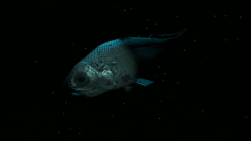 subROV Update 0.7.31 - New Creatures and More