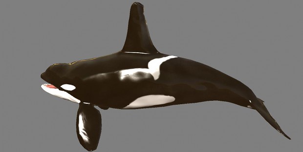 Orca (killer whale)