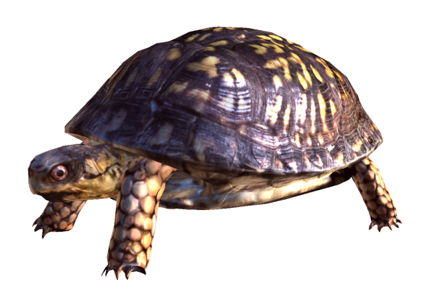 Box turtle 