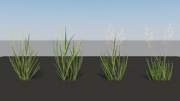 Tall Grass