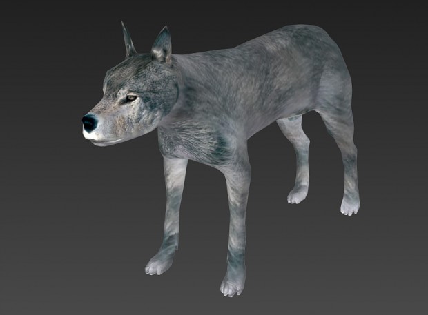 Wolf Model