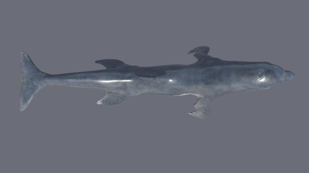 Dolfin Species
