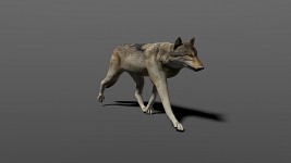 New wolf in the next release