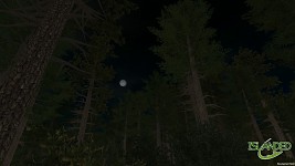 Moon shine in the forest