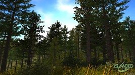 Day view of the forest #2