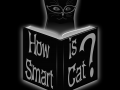 How Smart is Cat