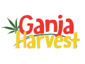 Ganja Harvest