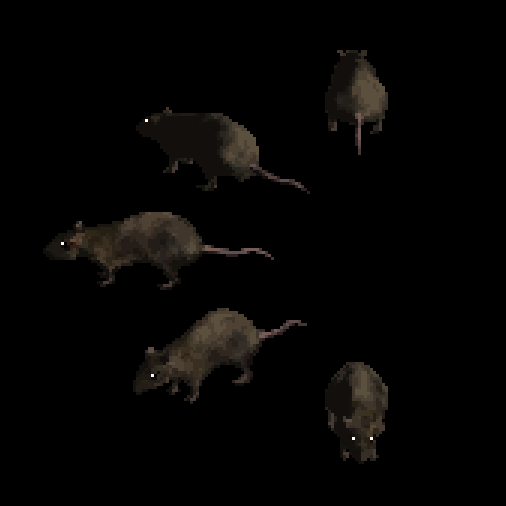 Rat Rotations
