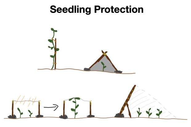 Horticultural Devices To Protect Seedlings