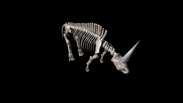 Low-poly Elasmotherium skeleton