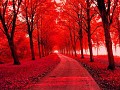 Red Forest