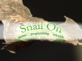 Snail On