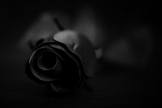 dark rose 2