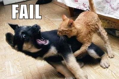 CATS ARE STRONG .....LOL