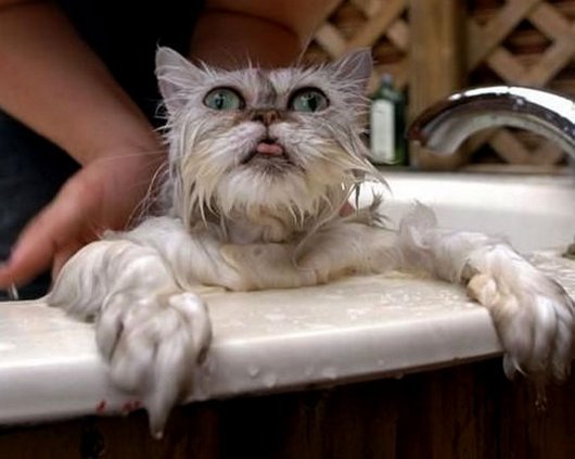 cat-traumatized-by-bath