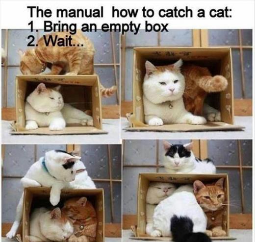 Easy way to catch a cat... =S =D =P XD