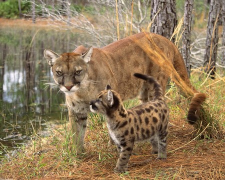 A Puma and her baby