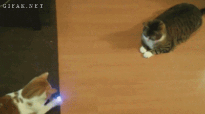 How cats play Pong