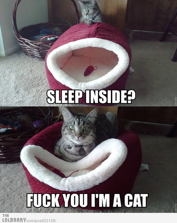 Cat Logic