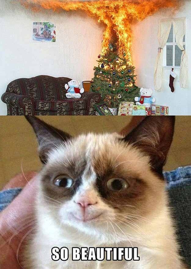 That's what grumpy cat wishes. =D =P XD
