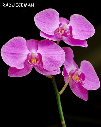 Three little orchids 