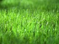 Green Grass Interactiv